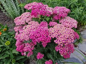Kernock - Achillea millefolium Color Burst 'Rose'